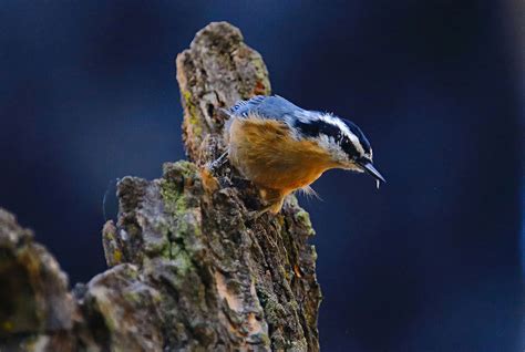 California Wildlife Photo of the Year Contest****