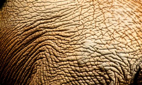 🔥 [50+] Elephant Skin Wallpapers | WallpaperSafari