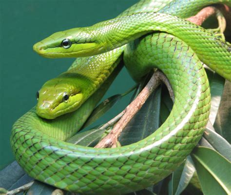 File:Red Tailed Green Ratsnake 002.jpg - Wikimedia Commons