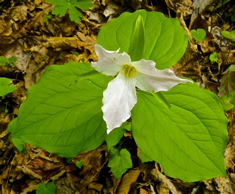 APPALACHIAN TRAIL WILD FLOWERS AND SELECTED PLANTS - OUTDOORS INSPIRED