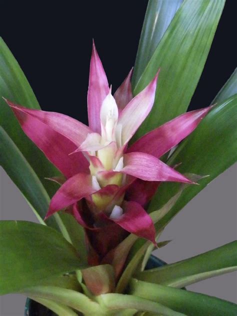 Guzmania 'Deborah' | Herb garden kit, Garden kits, Bromeliads