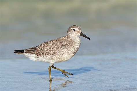 Bird Photography Basics. And Red Knot Identification Primer … « Arthur Morris/BIRDS AS ART