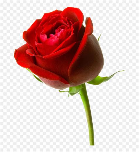 Gambar Bunga Mawar Merah Besar - Red Rose Hd 3d - Free Transparent PNG ...