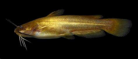 Yellow Bullhead (Guide to Fish of Calhoun County Alabama) · iNaturalist