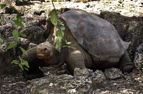 Galapagos animals Pictures on Animal Picture Society