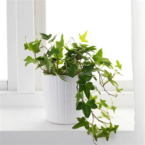 English Ivy Plant Care Tips | Hedera Helix - Pastel Dwelling | Ivy plant indoor, Ivy plant ...