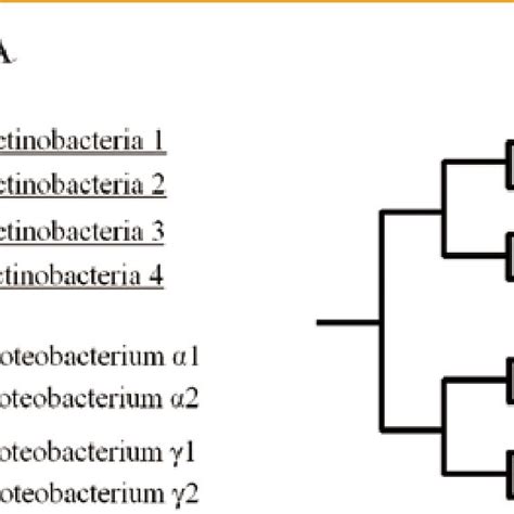 Examples of the monophyletic tree (A) and polyphyletic tree (B ...