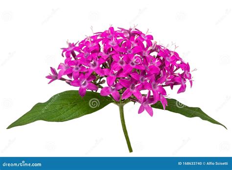 Pentas flowers stock photo. Image of leaves, nature - 168633740