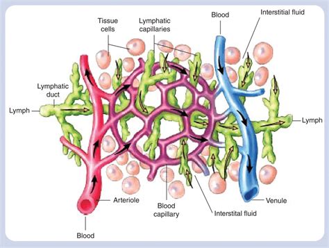 Distribution of blood, lymph and interstitial fluid in human tissue... | Download Scientific Diagram