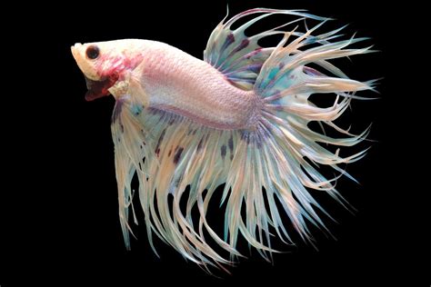 The Crowntail Betta: Why You Need This Beautiful Fish