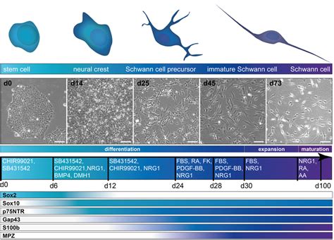 In vitro differentiation of Schwann cells from hiPSC. Overview of the... | Download Scientific ...