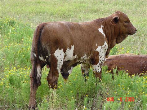 Pin on Beefmaster Bull & Cattle