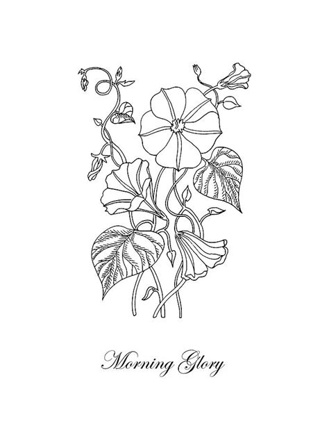 Sketch Morning Glory Drawing / Morning glory are one of my favorite flowers. - Go Images Beat