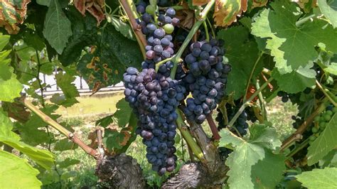 Syrah grape variety in late summer, with grapes ripening. Growing in the demonstration plot of ...
