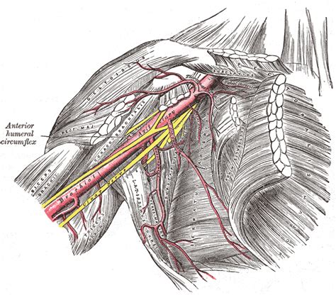 Circumflex scapular artery - wikidoc