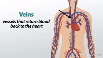 🎉 Describe the structure and function of arteries and veins. Difference ...