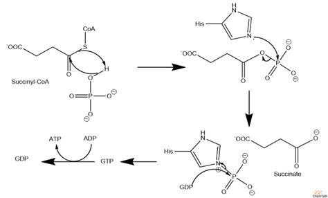 Succinyl Coa To Succinate