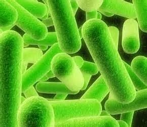 Effect of Heating vs Freezing on The Survival Rate of Bacteria | Science Fair Project Ideas