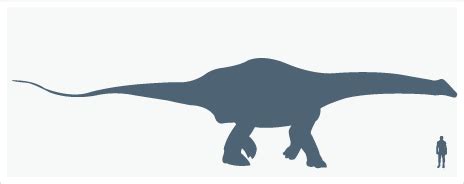 Illustration Of An Apatosaurus Vs Human Size Comparison - HooDoo Wallpaper