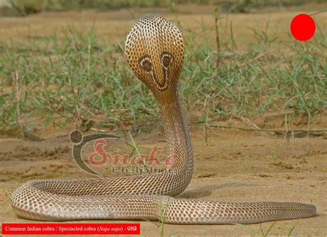 COMMON INDIAN COBRA / SPECTACLED COBRA ନାଗ - Snake Helpline