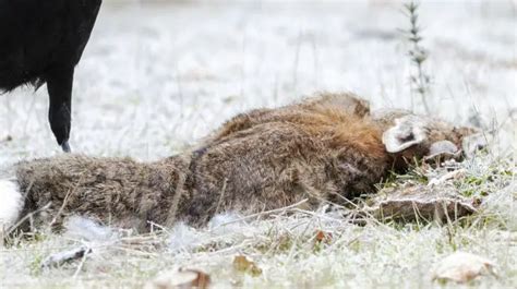 The Spiritual Meaning and Symbolism of Dead Rabbits