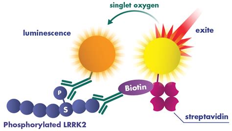 ELISA / Western Blot / Alpha Technology | Reaction Biology