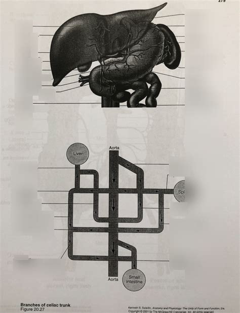 Branches of Celiac Trunk Diagram | Quizlet