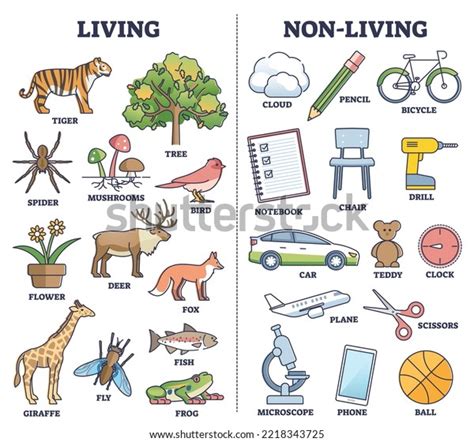 Living Vs Non Living Things Comparison Stock Vector (Royalty Free ...