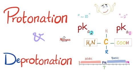 Calculate pi of amino acid with r group - quickfiln