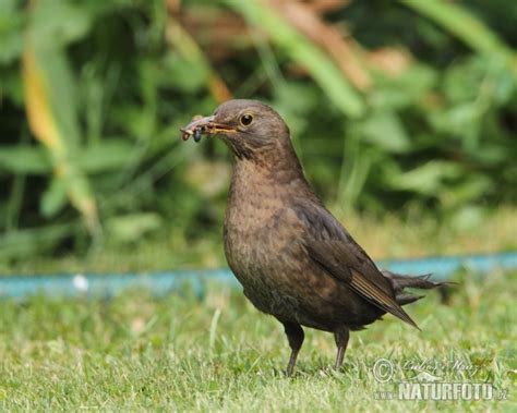 Turdus merula Pictures, Blackbird Images, Nature Wildlife Photos ...