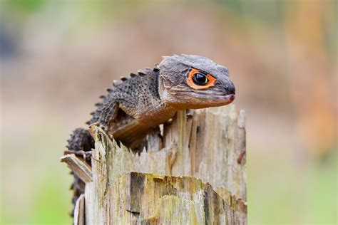 Red-Eyed Crocodile Skink Care And Information - Reptiles Magazine