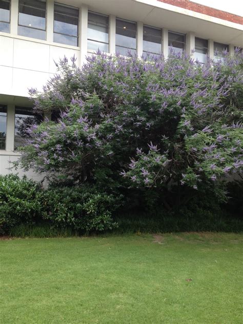 Vitex – Identification and Care | Walter Reeves: The Georgia Gardener