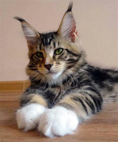 29 best munchkin and maine coon cats images on Pinterest | Kitty cats ...