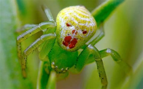 Scary evil spider .... Open at your own risk! - Off Topic - Gems of War | Forums