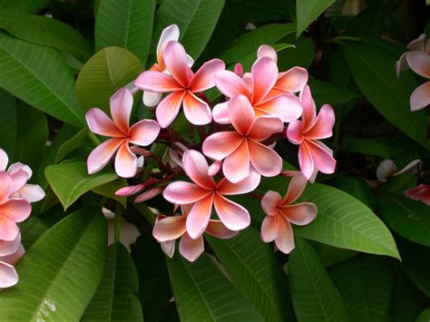 Spiritual Meanings of Hawaiian Flowers - With Our Aloha