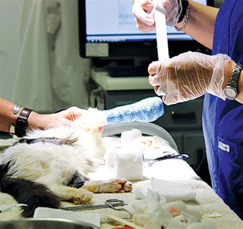 Veterinary Surgery in Raleigh, NC | Animal Emergency Hospital