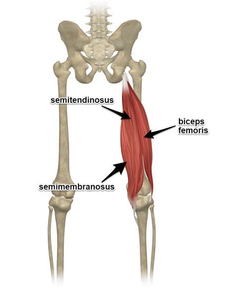 Hamstring Injury and Preventionhttps://static.wixstatic.com/media ...