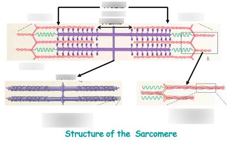 myofibrils - structure of sarcomere Diagram | Quizlet