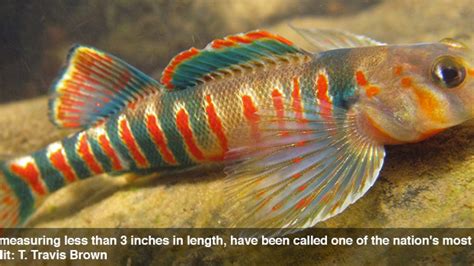 Rainbow-colored candy darter fish listed as endangered