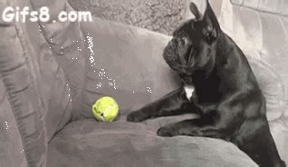 dog to a ball | Funny Gifs | French bulldog funny, French bulldog, Bulldog