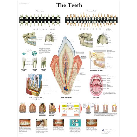 Human Teeth Anatomy