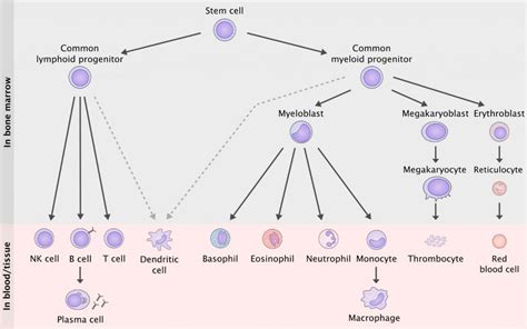 28. Indolent B cell lymphomas (FL, CLL, MCL, MZL) (+ introduction to haematological malignancies ...