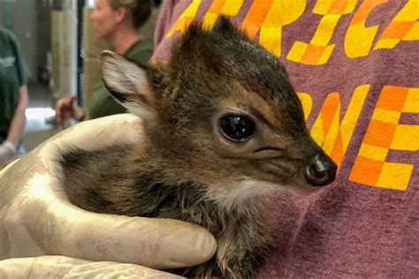 The Maryland Zoo Welcomes Baby Blue Duiker | The Maryland Zoo