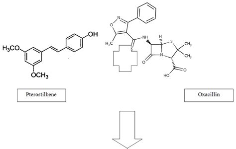 Gram stain of Methicillin-resistant S. aureus (MRSA) | Download Scientific Diagram