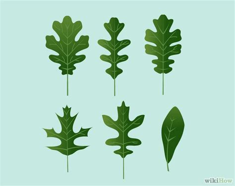 Identify Oak Leaves | Oak leaves, Leaves and Flowers