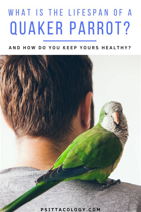 What Is The Lifespan Of A Quaker Parrot? - Psittacology