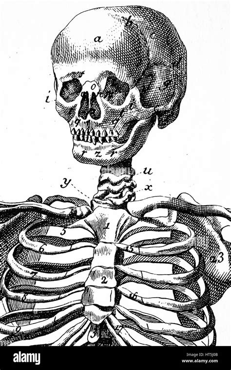 Skeleton Illustration Vintage Stock Photos & Skeleton Illustration ...