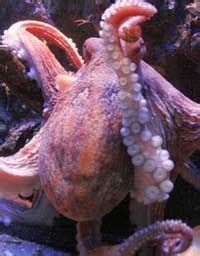 Octopuses - info and games