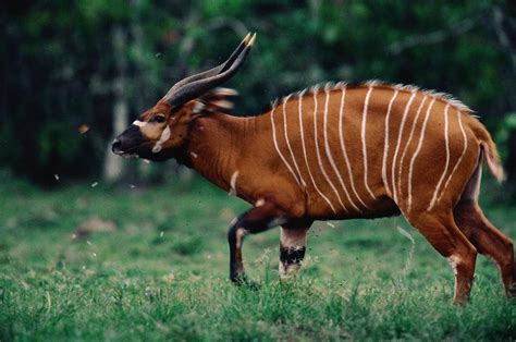 A Bongo Antelope Tragelaphus Euryceros Photograph by Michael Nichols