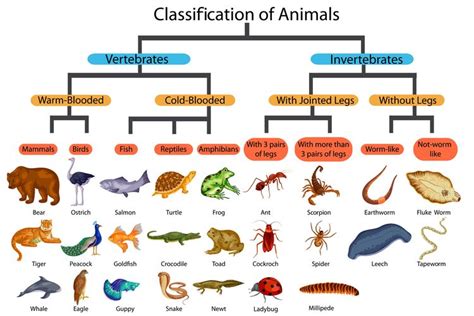 Klasifikasi Ciri Ciri Kingdom Animalia Dan Cara Perkembangbiakannya ...